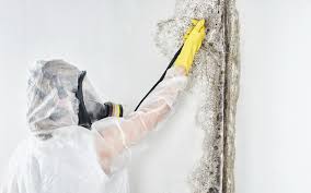 Best Biohazard Mold Removal  in Houston, MO